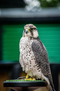 Close-up of eagle