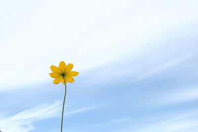 Low angle view of yellow flowering plant against sky