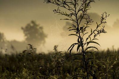 Close-up of wet plants growing on field against sky