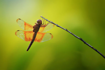 Close-up of dragonfly on twig