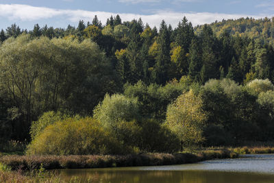 Scenic view of trees by lake in forest against sky