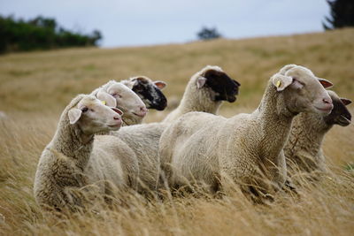 Group of sheep on field in summer