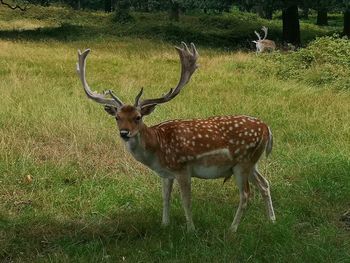 Deer in a field