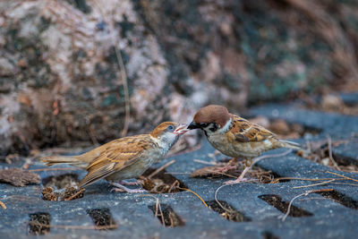 Close-up of birds eating