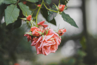 Close-up of red flowering plant