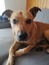 Close-up portrait of dog relaxing at home