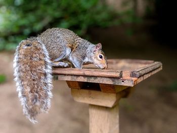 Close-up of squirrel on wood