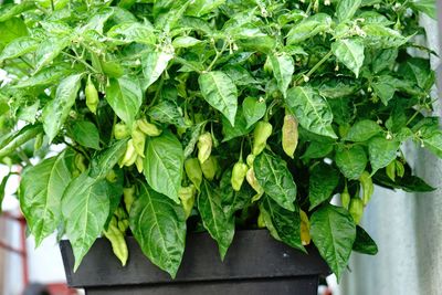 Close-up of plant