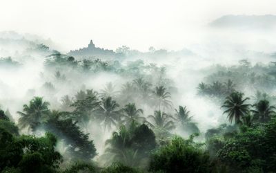 High angle view of trees covered with fog