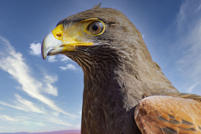 Close-up of a raptor bird