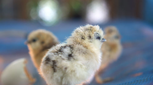 Newborn silkie chicken chicks new life concept 