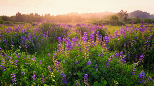 Purple flowering plants on field against sky during sunset
