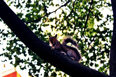 Low angle view of bird perching on tree