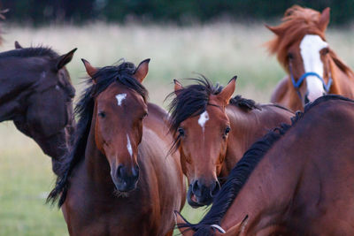 Horses in the field