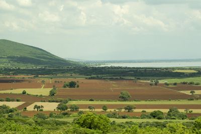 Scenic view of agricultural field against sky