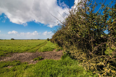 Scenic view of agricultural field against sky