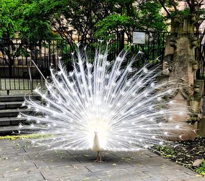 View of peacock