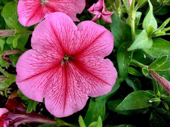 Close-up of pink hibiscus blooming outdoors