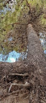 Low angle view of trees on field against sky