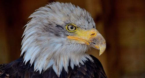 Close-up of a bird