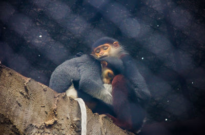 Low angle view of monkeys sleeping on retaining wall