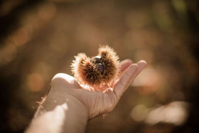 Close-up of hand holding dandelion