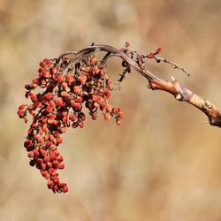 Close-up of red berries on branch