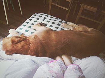 Close-up of dog lying on bed at home