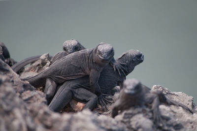 Close-up of iguana on rock