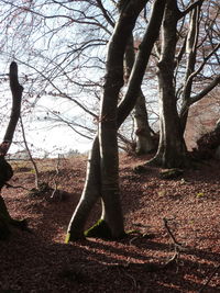 Bare trees on field