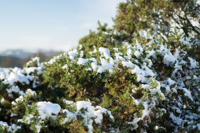 Close-up of snow covered plants and trees