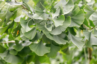 Close-up of green leaves on plant