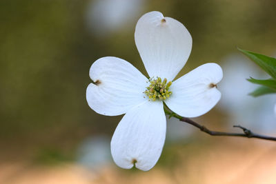 Close-up of white flowering plant