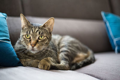 Close-up portrait of a cat