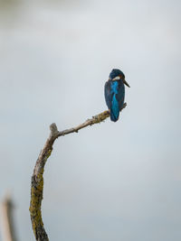 Splendid exemplary with beautiful colors of common kingfisher, alcedo atthis, on a thin branch.