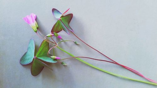 Close-up of pink flower and leaves with buds on wall