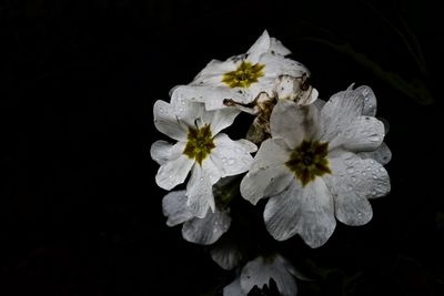 Close-up of flowers