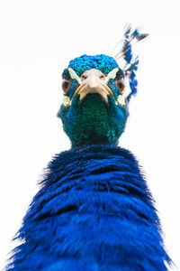 Portrait of a male peacock looking straight into the camera lens