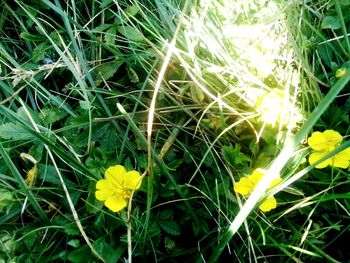 Close-up of yellow dandelion flower