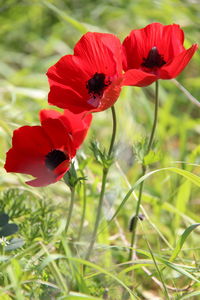 Close-up of red poppy flowers on field