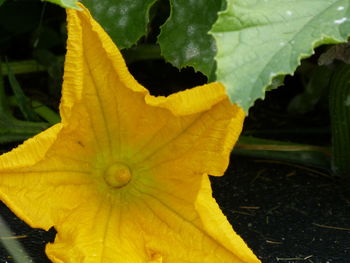 Close-up of yellow flower