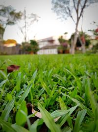 Close-up of grass growing on field