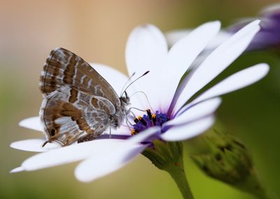 Close-up of brown butterfly on flower