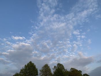 Low angle view of trees against sky