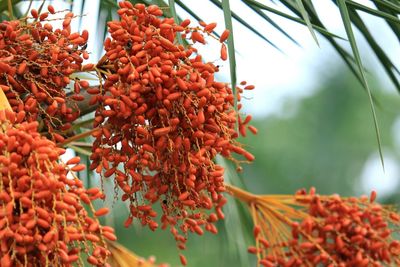 Low angle view of berries on tree