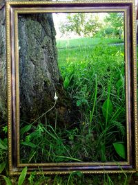 Close-up of tree trunk on field