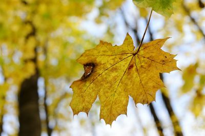 Close-up of yellow maple leaf