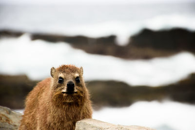 Close-up of meerkat against sky