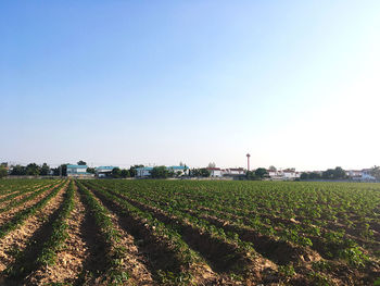 Scenic view of agricultural field against clear sky