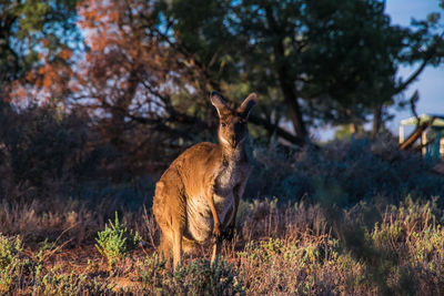 Deer standing in a field